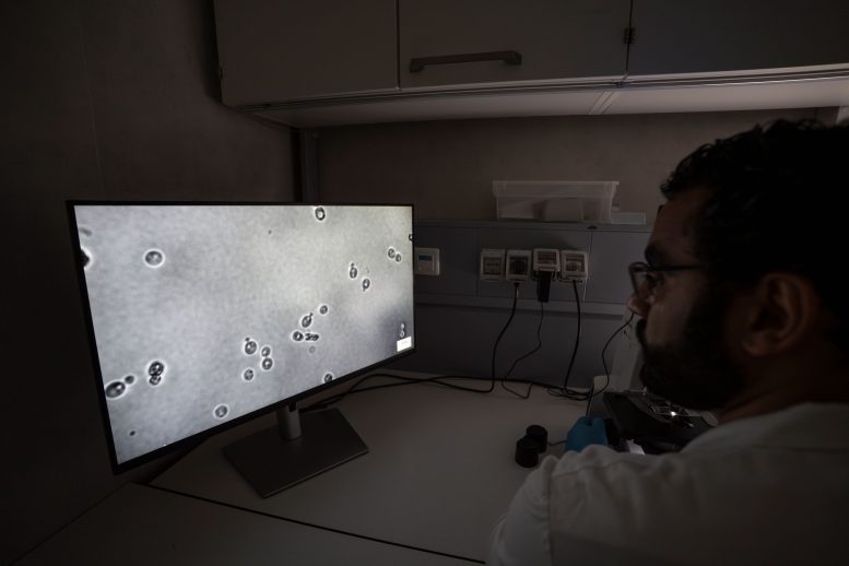 Yeast Cells Under a Microscope