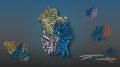 Yeast Proteins Execute Cellular Functions