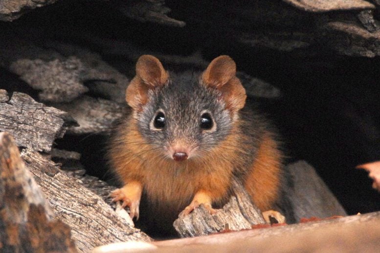 Yellow Footed Antechinus