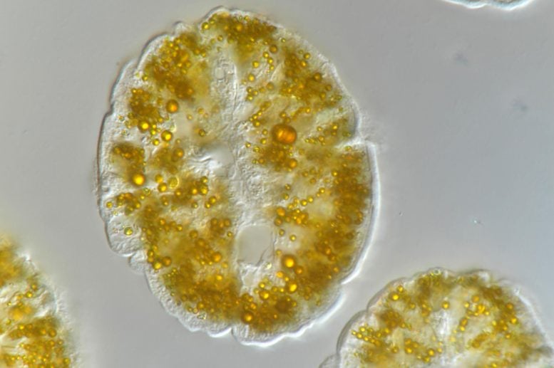 Analisis mikroskop gandum kuning