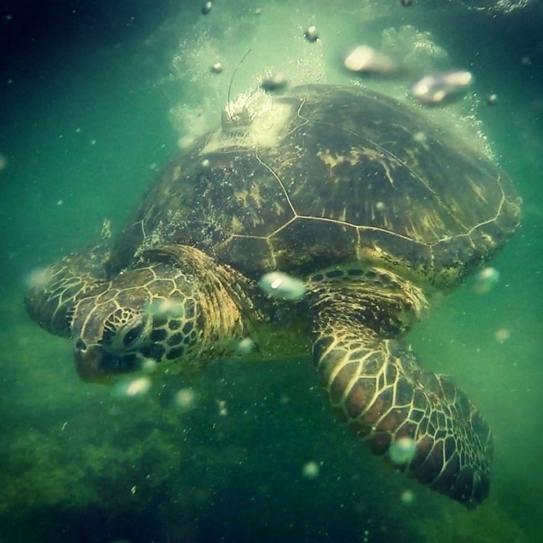 Yellow Morph Green Turtle Underwater