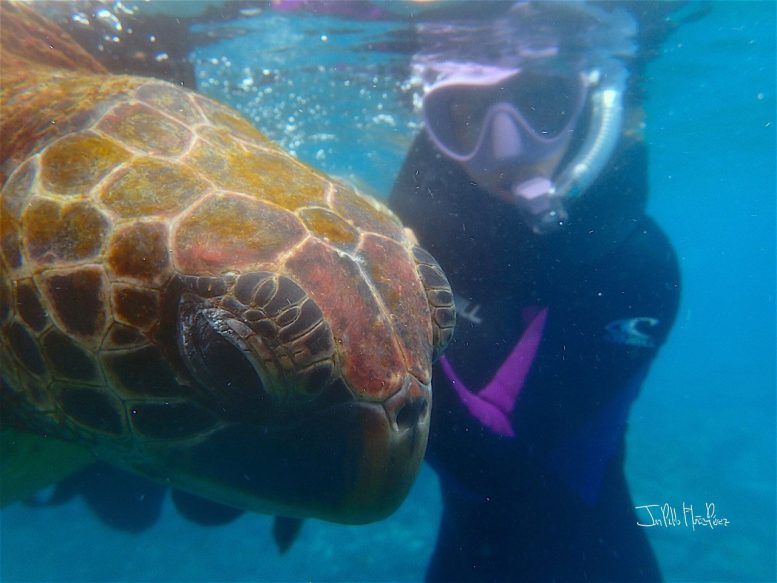 Yellow Morph Green Turtle With Diver