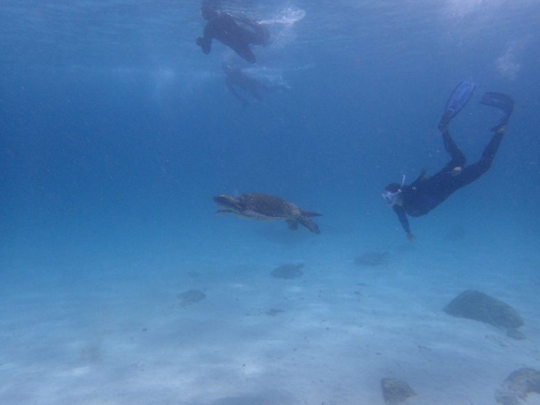Yellow Morph Green Turtle With Diver Underwater