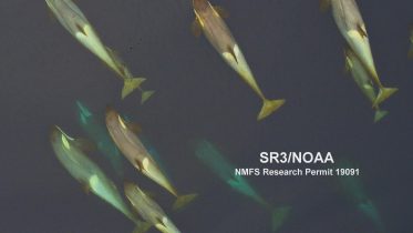 Colossal Eyes Give Giant Squids an Advantage When Fighting Sperm Whales