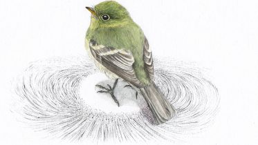 Quantum Magnetoreception: The Evolutionary Secrets of Bird Navigation
