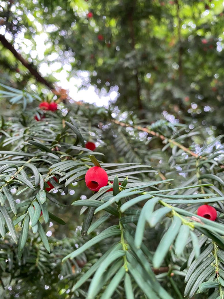 Yew Tree at the Botanical Garden of the University of Copenhagen