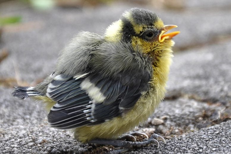 Young Blue Tit Close Up