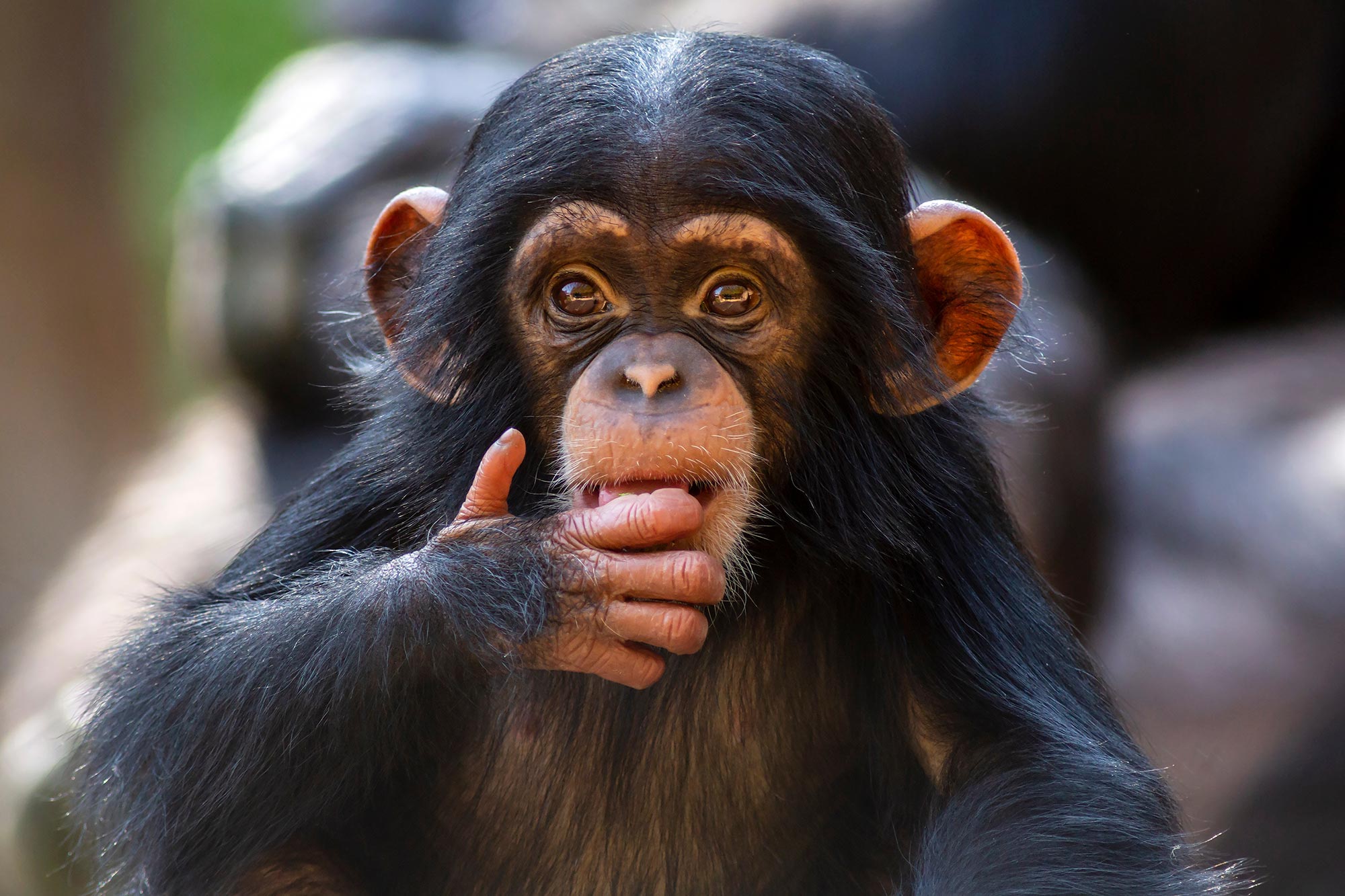 Young Chimpanzee Making Eye Contact