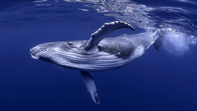 Young Humpback Whale