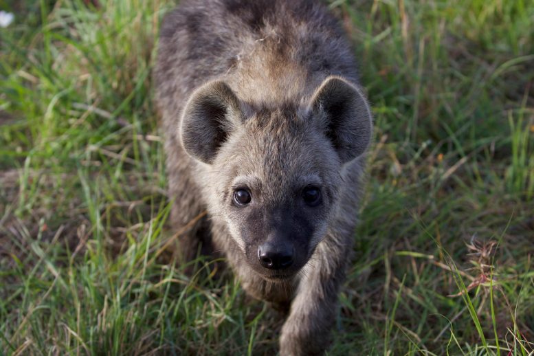 Young Hyena