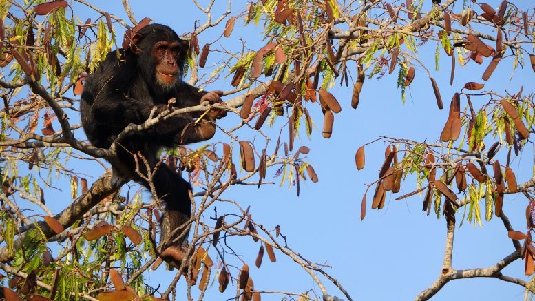 Young Male Chimp Feeds on Woodland Seeds