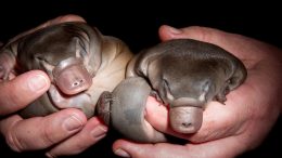 Young Platypus