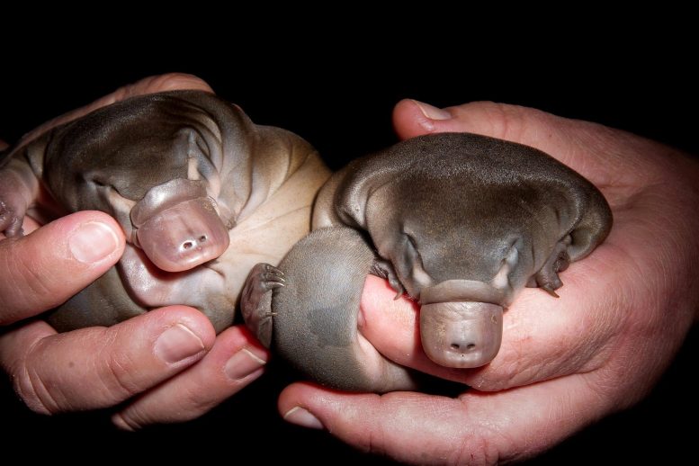 Young Platypus