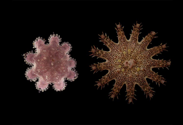 Young and Old Juvenile Crown-of-Thorns Starfish