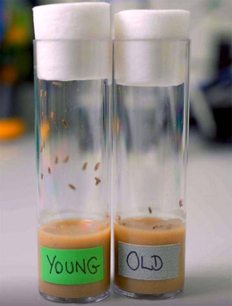 Young vs Old Fruit Flies