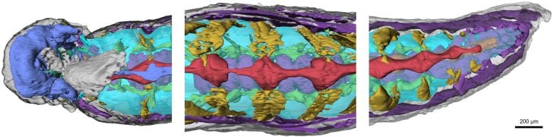 Youti yuanshi Internal Organ System