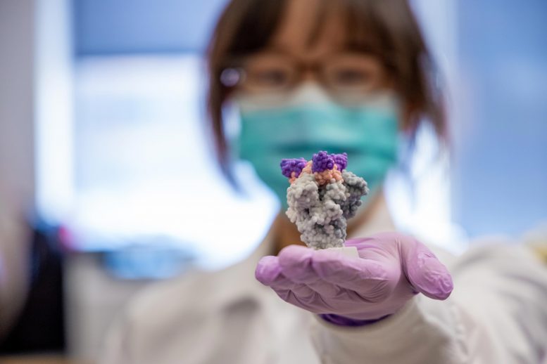 Yufei Xiang Holds 3D Printed Model of Nanobodies