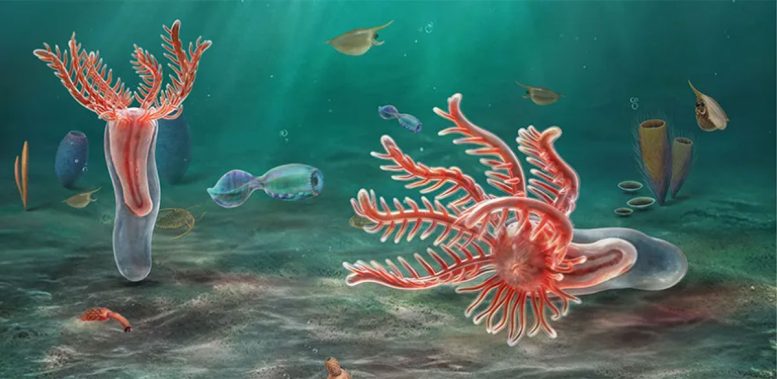 518-Million-Year-Old Fossil Challenges What We Thought Starfish Came From