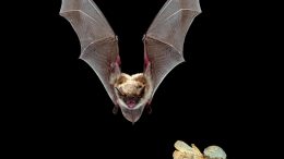 Yuma Myotis Bat Chases Moth