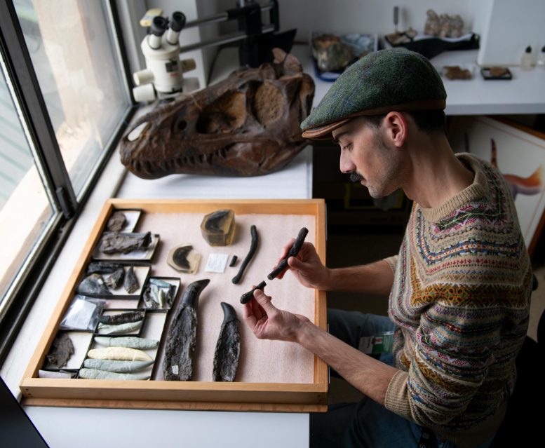 Zach Morris Studies Nanotyrannus Hyoid