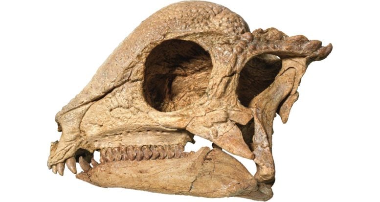 Zava Skull