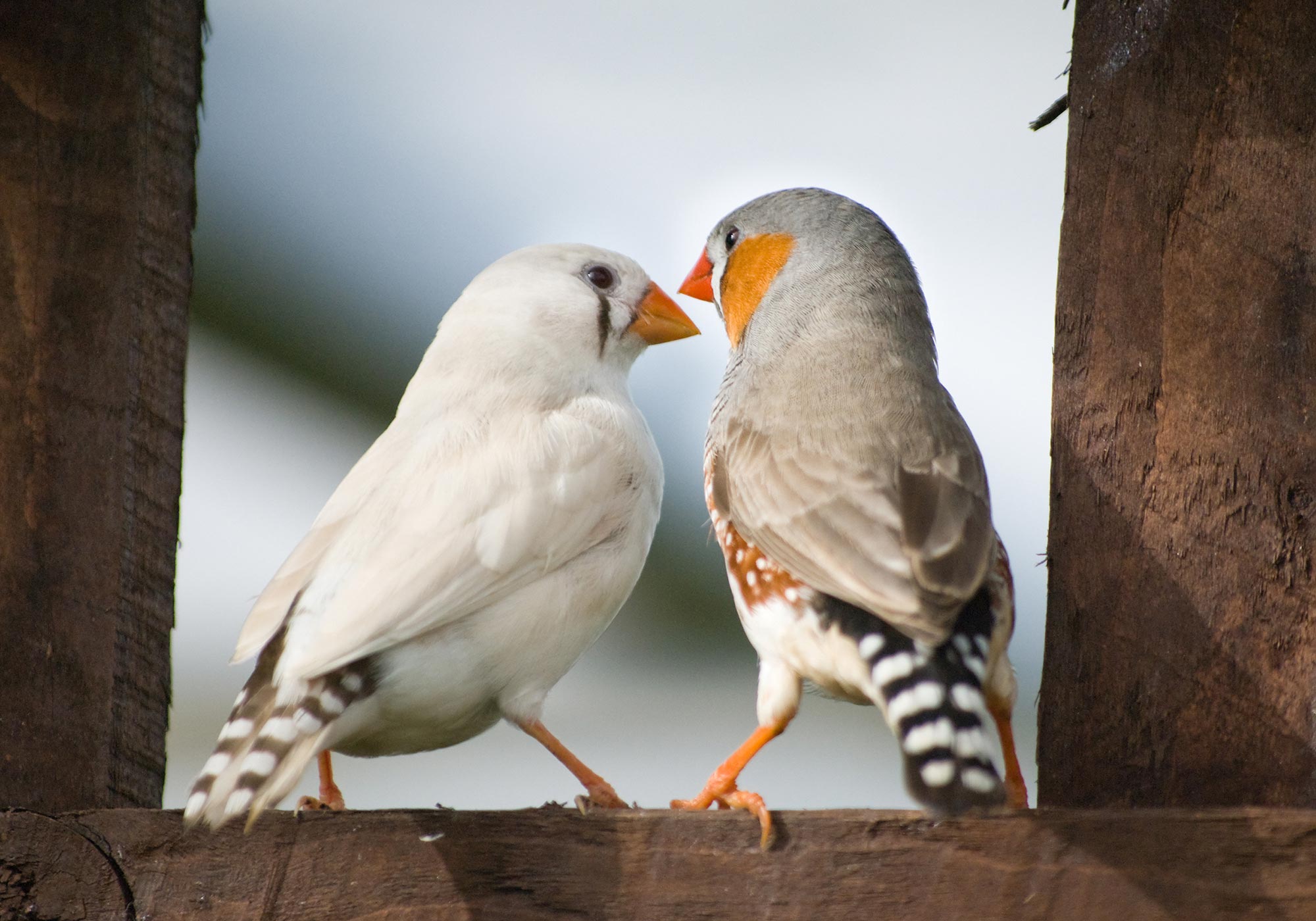 New Study Of Species That Mate For Life Shows How Investing In Love And Affection Pays Off,Simplicity Rag Quilt Patterns