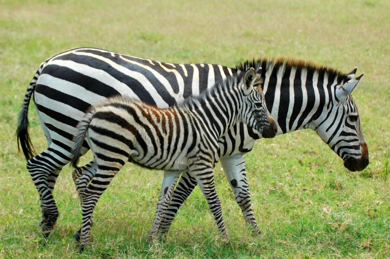 Zebra Foal and Adult