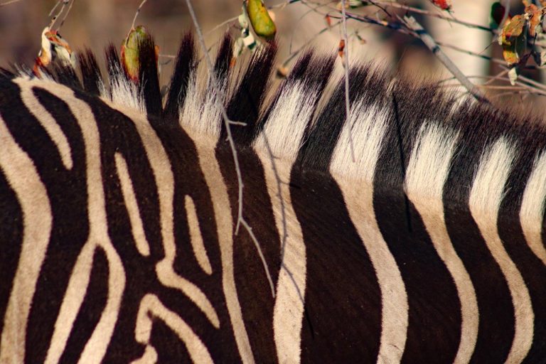 The Mystery of Why Zebras Have Their Stripes Has Baffled Scientists