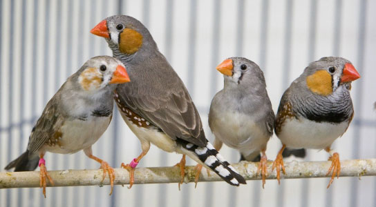 Area X Of Zebra Finch May Provide Insights To Human Speech Disorders,Morgan Horse Black