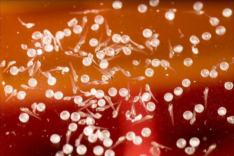 Zebrafish Eggs
