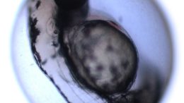 Zebrafish Embryo