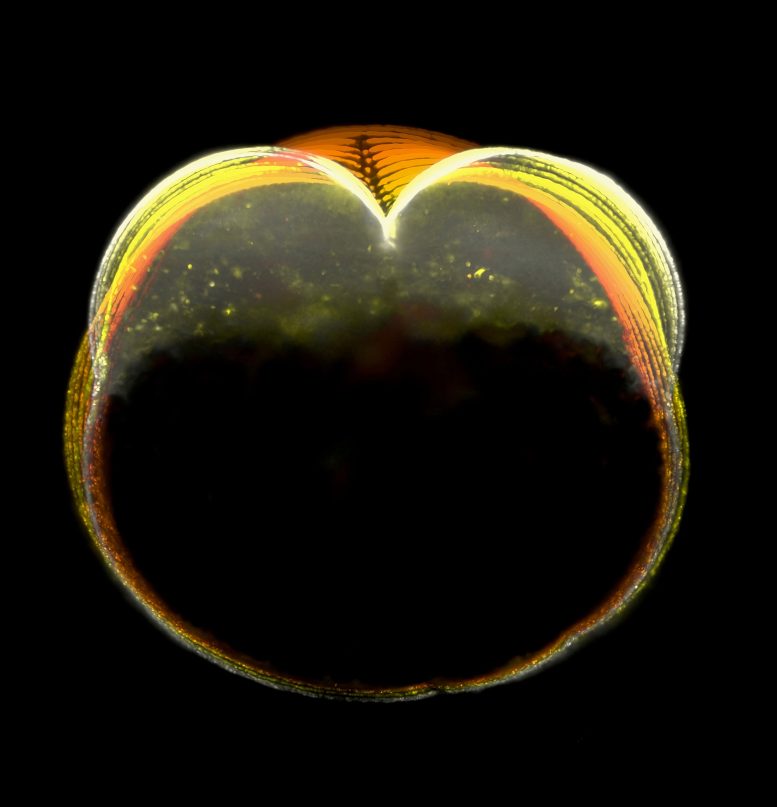 Zebrafish Embryo During the First Cell Division Cycle