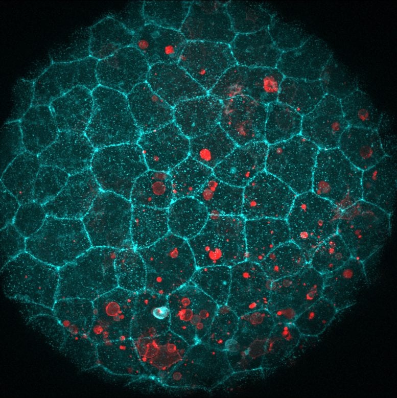 Zebrafish Embryos Swallowing Dead Cells