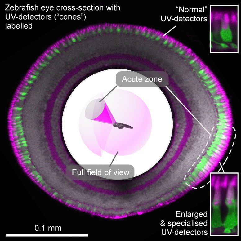 Cross-Section of a Zebrafish Eye