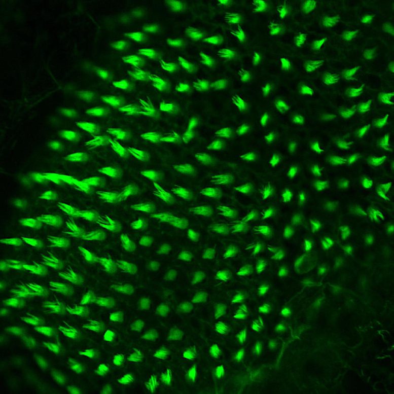 Zebrafish Hair Cells