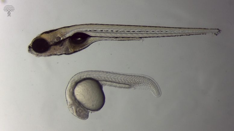 Zebrafish Larvae Regrowing Hearing Cells