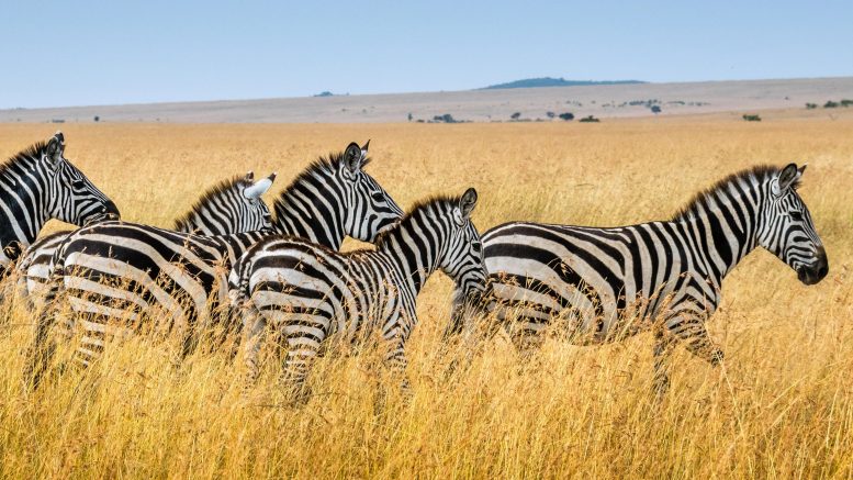 Zebras Maasai Mara National Reserve Kenya
