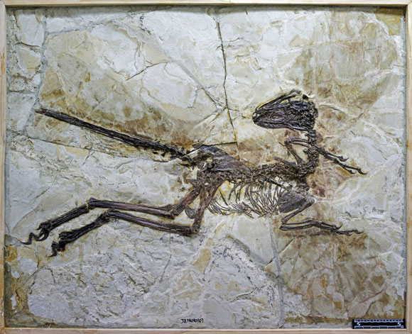 Zhenyuanlong Suni A Close Cousin of Velociraptor