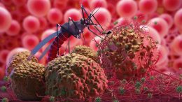 Zika Malaria Mosquito Virus Concept