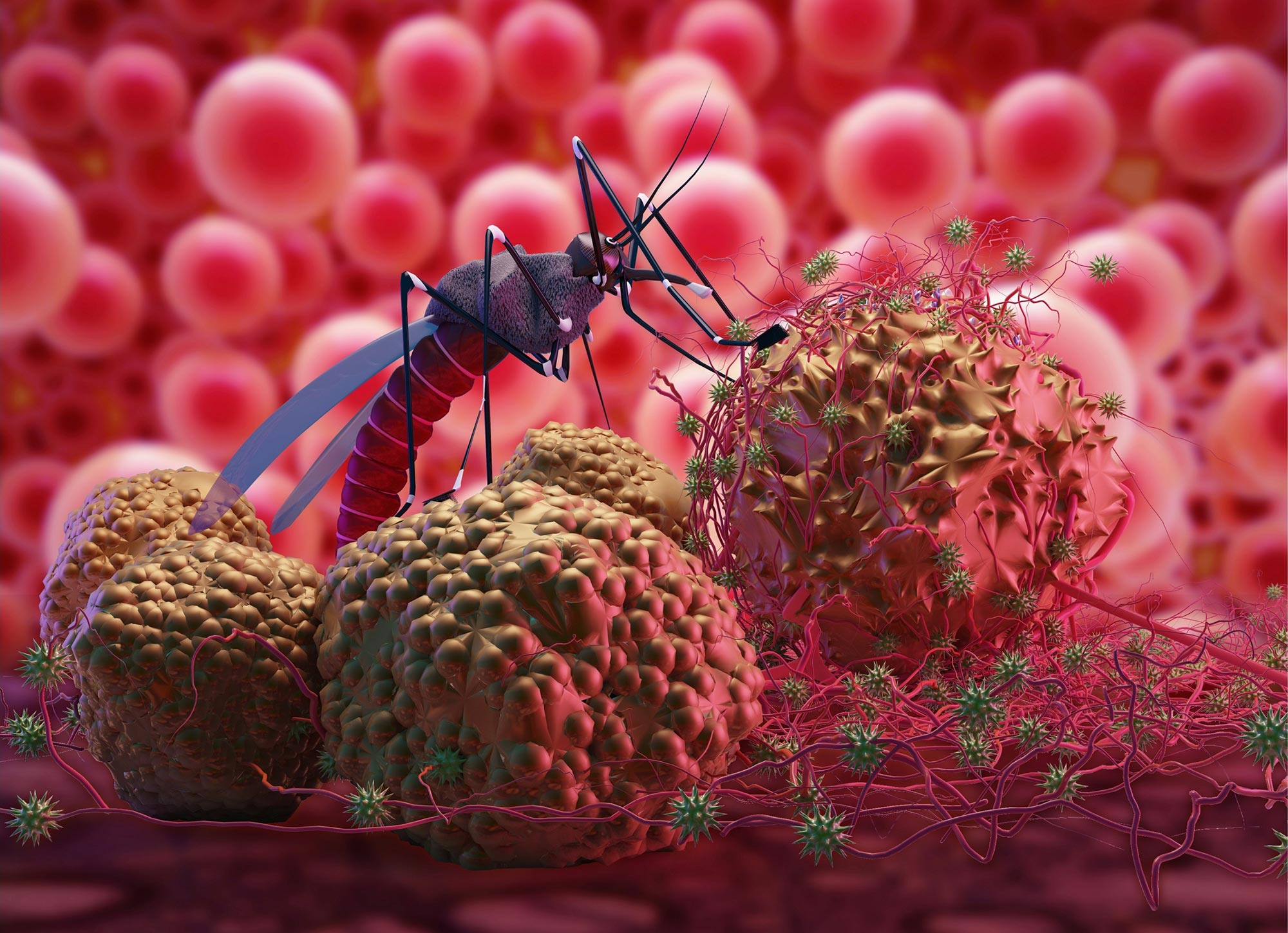 История малярии. Малярийный плазмодий трансмиссивное. Малярийный плазмодий фото. Малярийный комар под микроскопом. Комар Денге.