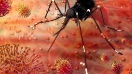 Zika Malaria Mosquito Virus Illustration