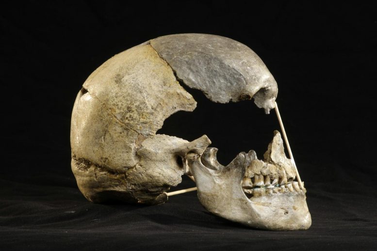 Zlatý Kůň Human Skull