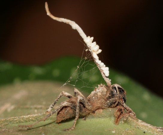 'Zombie-ant' fungus