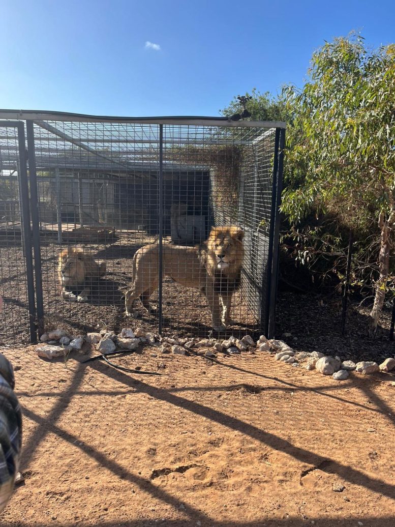 Zoo Housed Lion in Cage