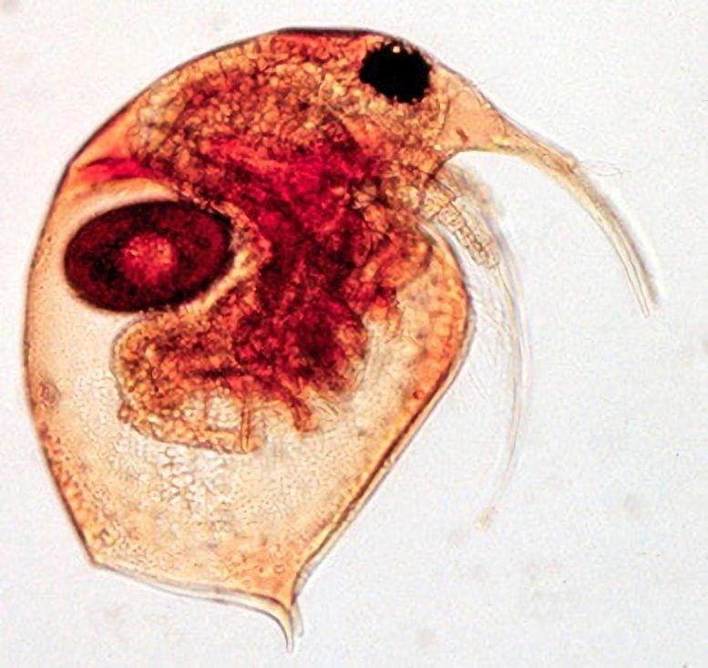Zooplankton (bosminia) Image