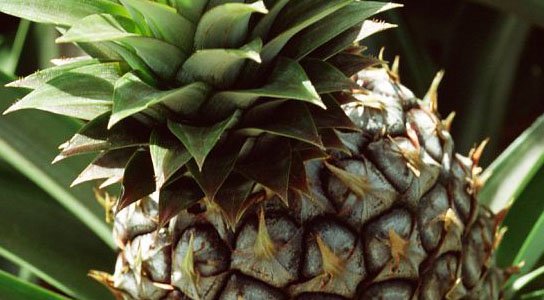 a coconut-flavoured pineapple
