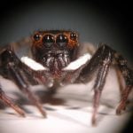 adanson-jumping-spider