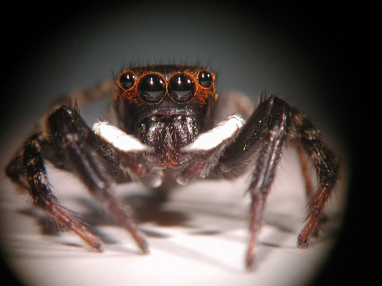 adanson-jumping-spider