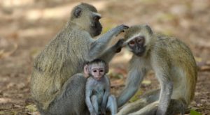 Area of Monkey Brain Keeps Tally of Altruistic Acts