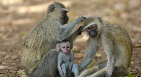 altruism-monkey